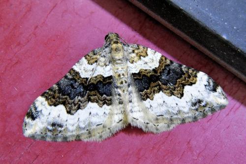 Réf. 338 477 : Epirrhoe galiata